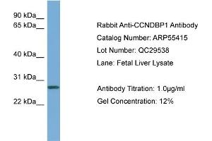 Western Blotting (WB) image for anti-Cyclin D-Type Binding-Protein 1 (CCNDBP1) (Middle Region) antibody (ABIN2786197)