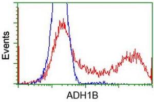 HEK293T cells transfected with either RC205391 overexpress plasmid (Red) or empty vector control plasmid (Blue) were immunostained by anti-ADH1B antibody (ABIN2454480), and then analyzed by flow cytometry. (ADH1B 抗体)
