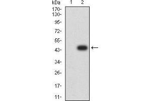Western blot analysis using APBA2 mAb against HEK293 (1) and APBA2 (AA: 15-158)-hIgGFc transfected HEK293 (2) cell lysate.