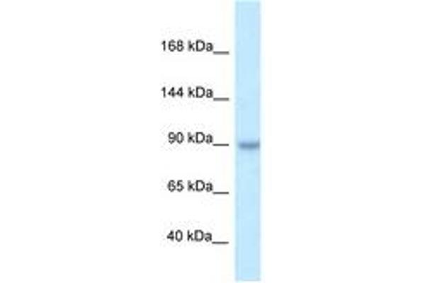 TBC1D2B 抗体  (AA 570-619)