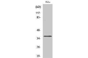 Western Blotting (WB) image for anti-Olfactory Receptor, Family 4, Subfamily Q, Member 3 (OR4Q3) (C-Term) antibody (ABIN3176563) (OR4Q3 抗体  (C-Term))