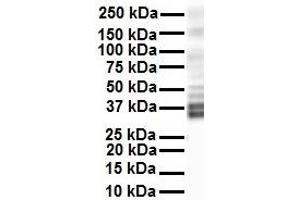 WB Suggested Anti-KCNAB2 antibody Titration: 1 ug/mL Sample Type: Human HepG2