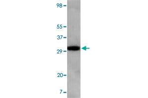 Western blot analysis using Aspscr1 monoclonal antibody, clone 4A11A6G11  against NIH/3T3 cell lysate. (ASPSCR1 抗体)