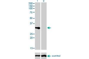 Western blot analysis of TNFRSF7 over-expressed 293 cell line, cotransfected with TNFRSF7 Validated Chimera RNAi (Lane 2) or non-transfected control (Lane 1). (CD27 抗体  (AA 1-260))
