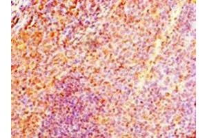 Immunohistochemistry of paraffin-embedded human tonsil tissue using ABIN7161584 at dilution of 1:100 (NMNAT3 抗体  (AA 1-215))