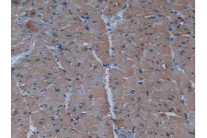 Detection of INS in Mouse Heart Tissue using Polyclonal Antibody to Insulin (INS) (Insulin 抗体  (AA 90-110))