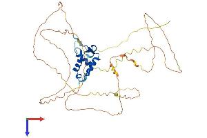 FOXF2 Protein (AA 1-444) (His tag)
