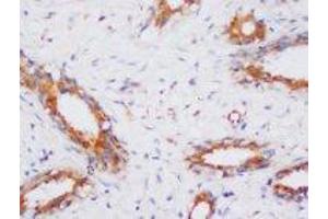 Image no. 1 for anti-Protein Phosphatase 2, Catalytic Subunit, alpha Isozyme (PPP2CA) (N-Term) antibody (ABIN1495037) (PPP2CA 抗体  (N-Term))