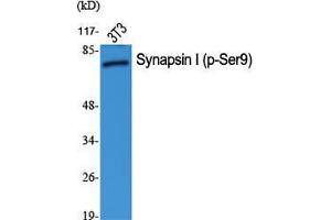 Western Blot (WB) analysis of specific cells using Phospho-Synapsin I (S9) Polyclonal Antibody. (SYN1 抗体  (pSer9))