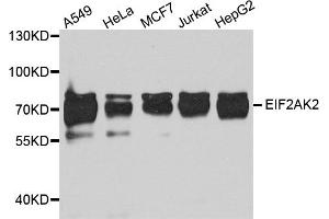 Western blot analysis of extracts of various cell lines, using Eif2ak2 antibody (ABIN5973251) at 1/1000 dilution. (EIF2AK2 抗体)