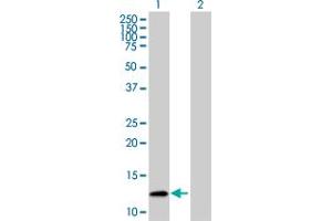 Western Blot analysis of S100A10 expression in transfected 293T cell line by S100A10 MaxPab polyclonal antibody.