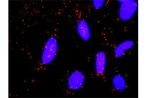 Proximity Ligation Assay (PLA) image for anti-Guanine Nucleotide Binding Protein (G Protein), gamma 11 (GNG11) (AA 1-69) antibody (ABIN516114)