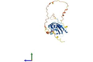 Protein Structure (PS) image for Receptor (Chemosensory) Transporter Protein 4 (RTP4) (AA 1-249) protein (His tag) (ABIN7561424)