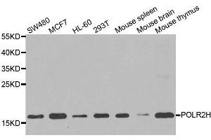 Western blot analysis of extracts of various cell lines, using POLR2H antibody. (POLR2H 抗体  (AA 1-150))