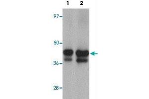 Western blot analysis of YBX2 in human testis tissue lysate with YBX2 polyclonal antibody  at (1) 1 and (2) 2 ug/mL. (YBX2 抗体  (C-Term))