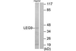 Western blot analysis of extracts from HepG2 cells, using LEG9 Antibody. (Galectin 9 抗体  (AA 51-100))