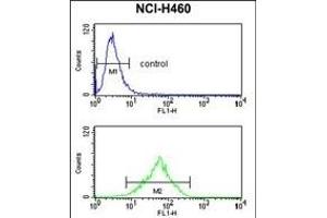 FPRL2 Antibody (Center) (ABIN652741 and ABIN2842490) flow cytometry analysis of NCI- cells (bottom histogram) compared to a negative control cell (top histogram). (FPR3 抗体  (AA 307-333))