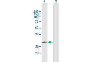 Western Blot analysis of ELA3A expression in transfected 293T cell line by ELA3A MaxPab polyclonal antibody. (Elastase 3A 抗体  (AA 1-270))