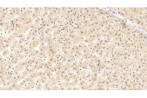 Immunohistochemistry (IHC) image for anti-Apolipoprotein A-IV (APOA4) (AA 173-396) antibody (ABIN7443407)