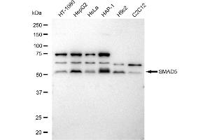 anti-SMAD, Mothers Against DPP Homolog 5 (SMAD5) antibody