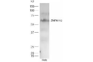 HeLa cell lysates probed with Rabbit Anti-ZNFN1A2 Polyclonal Antibody, Unconjugated (ABIN2180458) at 1:300 overnight at 4 °C. (IKZF2 抗体  (AA 21-120))