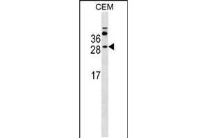 Western blot analysis in CEM cell line lysates (35ug/lane). (MS4A3 抗体  (AA 97-123))