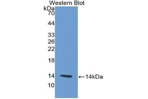 Western Blotting (WB) image for anti-Platelet Factor 4 (PF4) (AA 30-105) antibody (ABIN2118631) (PF4 抗体  (AA 30-105))