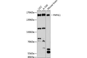 Western blot analysis of extracts of various cell lines, using FMNL1 antibody (ABIN6130398, ABIN6140708, ABIN6140709 and ABIN6216836) at 1:3000 dilution. (Formin-Like 1 抗体  (AA 900-1070))