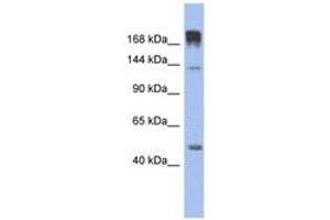 Image no. 1 for anti-Slit Homolog 3 (SLIT3) (AA 467-516) antibody (ABIN6744316) (SLIT3 抗体  (AA 467-516))