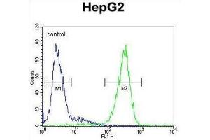 Flow Cytometry (FACS) image for anti-Fucosidase, alpha-L- 1, Tissue (FUCA1) antibody (ABIN3002802) (FUCA1 抗体)