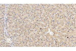 Detection of HRG in Human Liver Tissue using Monoclonal Antibody to Histidine Rich Glycoprotein (HRG) (HRG 抗体  (AA 18-254))