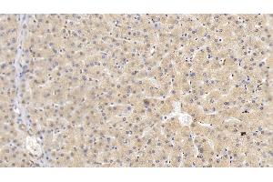 Detection of HRG in Human Liver Tissue using Monoclonal Antibody to Histidine Rich Glycoprotein (HRG) (HRG 抗体  (AA 18-254))