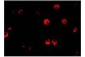 Immunofluorescence of AES in 293 cells with AES Antibody at 20 μg/ml. (AES 抗体  (N-Term))