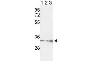 Western blot analysis of anti-PCNA antibody and Jurkat (lane 1), HeLa (2), 293 (3) lysate (PCNA 抗体  (AA 89-117))