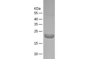 POLR3H Protein (AA 1-204) (His tag)
