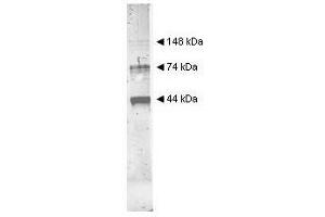 Image no. 1 for anti-Alcohol Dehydrogenase (ADH) (Internal Region) antibody (ABIN799748) (Alcohol Dehydrogenase (ADH) (Internal Region) 抗体)