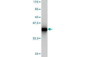 Western Blotting (WB) image for anti-General Transcription Factor II I Repeat Domain-Containing 1 (GTF2IRD1) (AA 431-530) antibody (ABIN564126)