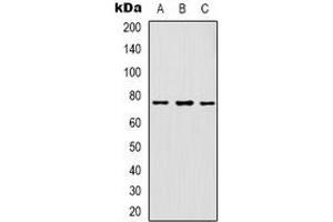 Western blot analysis of GAB1 expression in K562 (A), HepG2 (B), NIH3T3 (C) whole cell lysates. (GAB1 抗体  (C-Term))