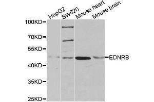 Western blot analysis of extracts of various cell lines, using EDNRB antibody. (EDNRB 抗体  (AA 1-100))