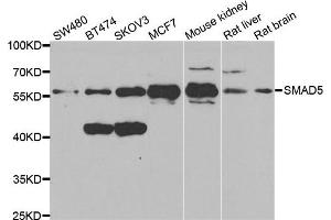 Western blot analysis of extracts of various cell lines, using SMAD5 antibody. (SMAD5 抗体)
