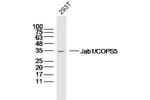 Human 293T lysates probed with Jab1 Polyclonal Antibody, Unconjugated  at 1:300 dilution and 4˚C overnight incubation. (COPS5 抗体  (AA 221-334))