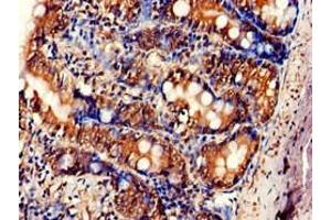 Immunohistochemistry of paraffin-embedded human small intestine tissue using ABIN7166468 at dilution of 1:100 (F2RL1 抗体  (AA 348-397))