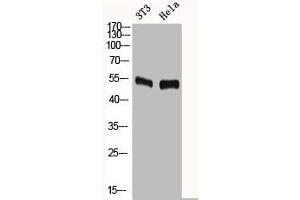 Western Blot analysis of NIH-3T3 HELA cells using c-Fos Polyclonal Antibody (c-FOS 抗体  (N-Term))