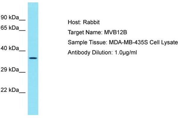 MVB12B anticorps  (C-Term)