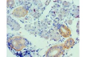 Immunohistochemistry of paraffin-embedded human pancreatic tissue using ABIN7175148 at dilution of 1:100 (Urotensin 2 抗体  (AA 35-124))