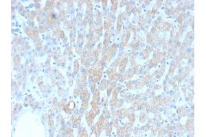 Formalin-fixed, paraffin-embedded human Liver stained with HSP60 Mouse Recombinant Monoclonal Antibody (rGROEL/780). (Recombinant HSPD1 抗体)