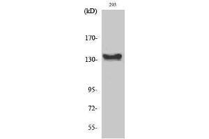Western Blotting (WB) image for anti-C-Abl Oncogene 1, Non-Receptor tyrosine Kinase (ABL1) (C-Term) antibody (ABIN3183603) (ABL1 抗体  (C-Term))