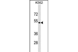 PSMD4 Antibody (C-term) (ABIN1881698 and ABIN2838852) western blot analysis in K562 cell line lysates (35 μg/lane). (PSMD4/ASF 抗体  (C-Term))