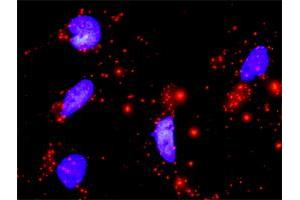 Proximity Ligation Analysis of protein-protein interactions between CDK4 and CCND1. (Cyclin D1 抗体  (AA 1-295))