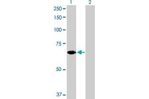Western Blotting (WB) image for anti-Signal Transducing Adaptor Molecule (SH3 Domain and ITAM Motif) 2 (STAM2) (AA 1-525) antibody (ABIN523667)